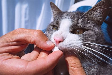 Do You Need to Give Cats Supplements? - HereKitt.com