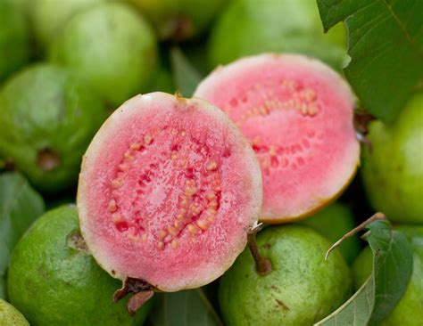 Guava Tree Pink Variety