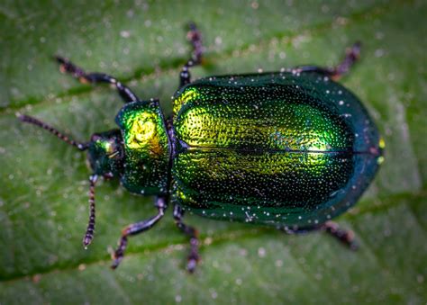 The New Master of Disguise: Peculiar Ancient Insect Becomes New Genus, Looks Like a Scrub Brush ...