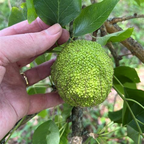 Bois D’Arc – A Curious and Most Useful Native Tree