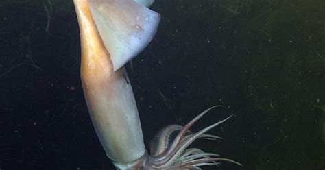 Deep Sea Squid Communicate by Glowing Like E-Readers | WWNO