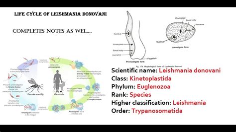 Leishmania Donovani complete life cycle and notes.... - YouTube