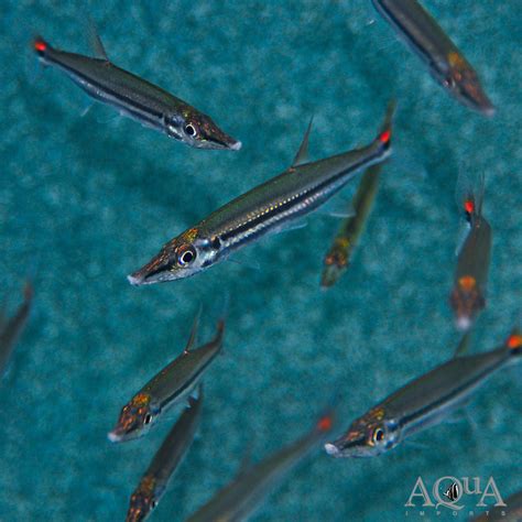 Dwarf Redtail Barracuda (Acestrorhynchus nasutus) - Aqua Imports