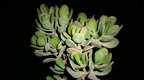 Crassula ovata