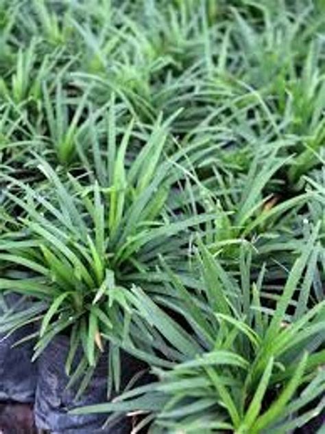 Dwarf Mondo Grass |Ophiopogon japonicus | 'Dwarf Mondo' Quart Plant | Free Ground Shipping