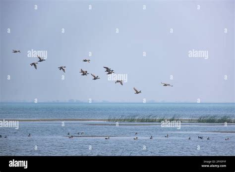 Birds in Chilika lake Stock Photo - Alamy