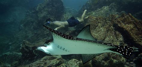 Snorkeling in the Galapagos ⋆ Galapagos Islands - Travel Guide