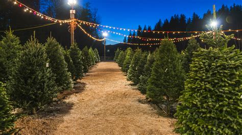 10 Houston area Christmas tree farms near you - ABC13 Houston