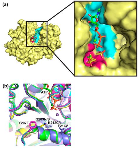 Overview of the PEPCK structure highlighting mutation sites. (a) View... | Download Scientific ...