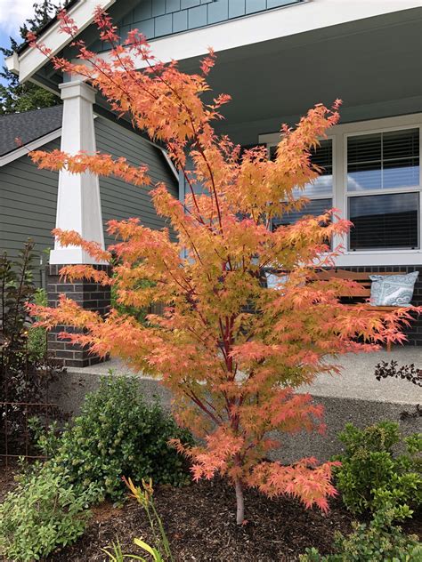 Coral Bark Japanese Maple - Mendocino Maples Nursery