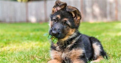 German Shepherd Lifespan: How Long Do German Shepherds Live? - IMP WORLD