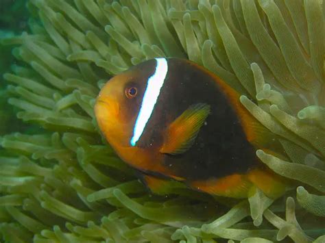 Tomato Clownfish Care & Facts (Amphiprion frenatus)