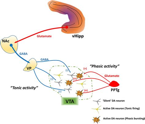 Frontiers | Dysregulation of Midbrain Dopamine System and the Pathophysiology of Schizophrenia