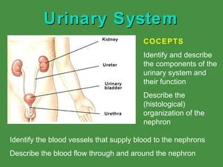 Urinary System | PPT