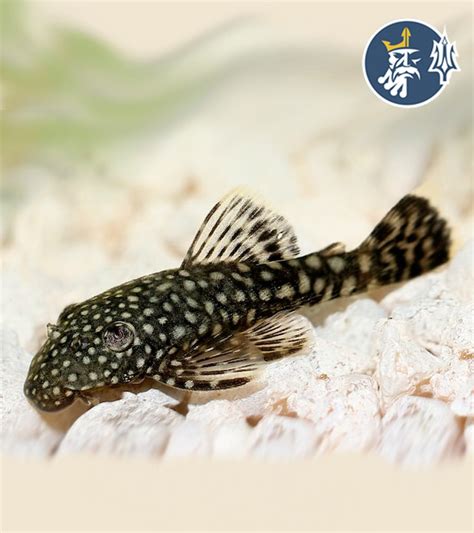 Ancistrus (5-7cm) – Neptunia Aquarium