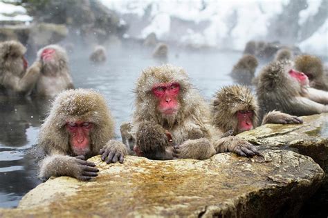 Japanese Macaque Snow Monkeys Bathing by Tony Burns