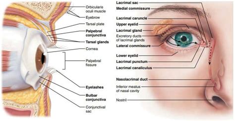 External Anatomy of the Eye | Human anatomy and physiology, Anatomy and ...