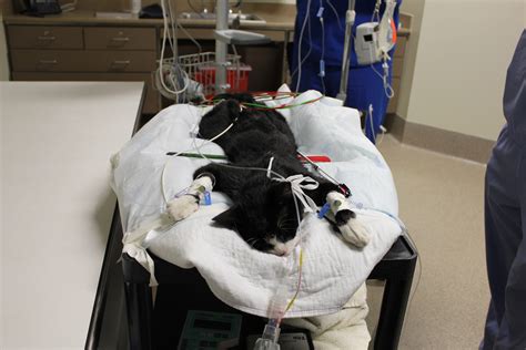 Cat survives being shot with arrow, UF veterinarians say | UF Health, University of Florida Health