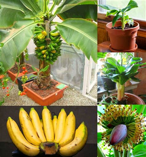 Dwarf Banana Seeds, 200pcs/pack – GreenSeedGarden