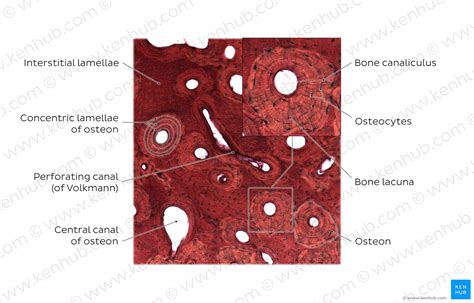 Bone Cross Section Histology Anatomy