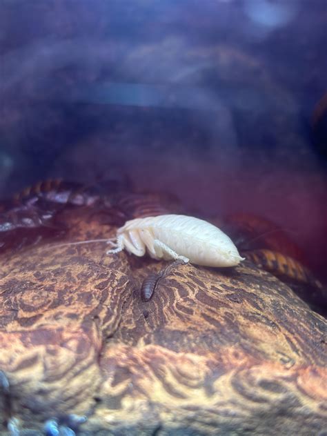 A hissing cockroach after molting its skin : r/mildlyinteresting