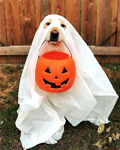 It’s spooky season y’all. #BOO #goldenretriever #dogsofinstagram #dogghost #doghalloweencostume ...