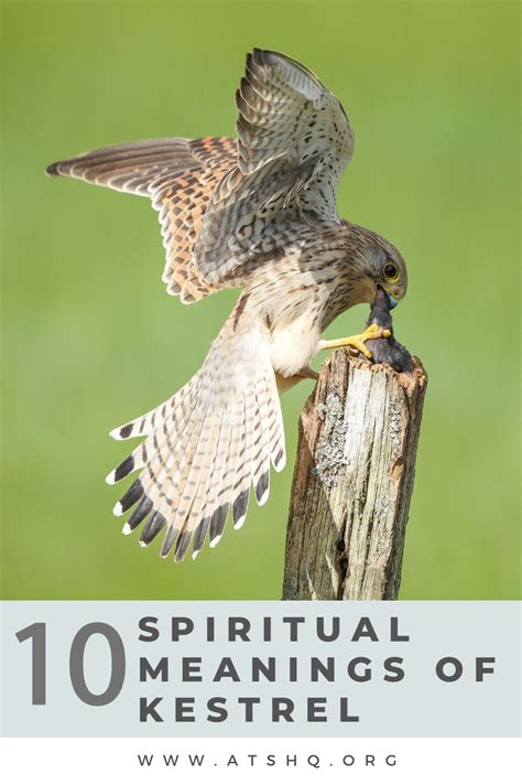 Kestrel Symbolism: 10 Spiritual Meanings of Kestrel