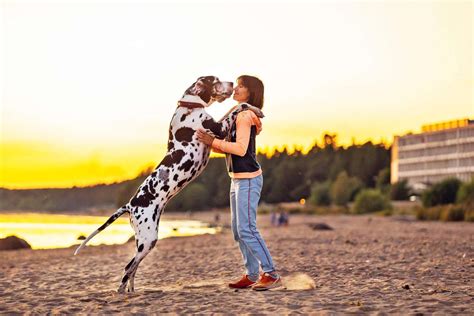 Great Dane Dog Breed Information & Characteristics | Daily Paws