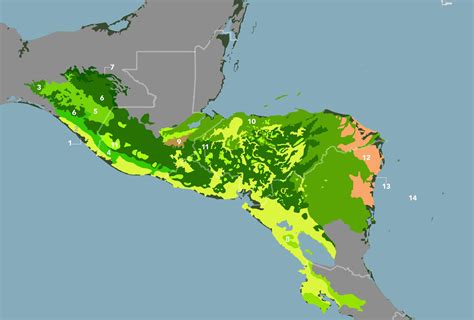 Central American Mixed Forests (NT25) | One Earth