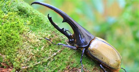 Hercules Beetle vs. Rhinoceros Beetle: How Are They Different? - A-Z ...