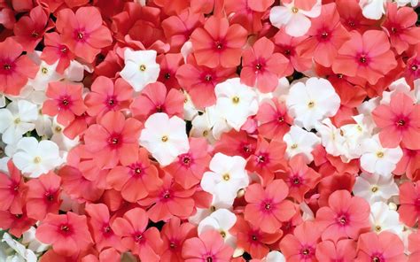 Download White Flower Pink Flower Flower Close-up Nature Phlox HD Wallpaper