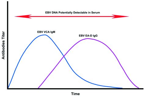 The dynamics of EBV viral capsid antigen (VCA) IgM titers, EBV early... | Download Scientific ...