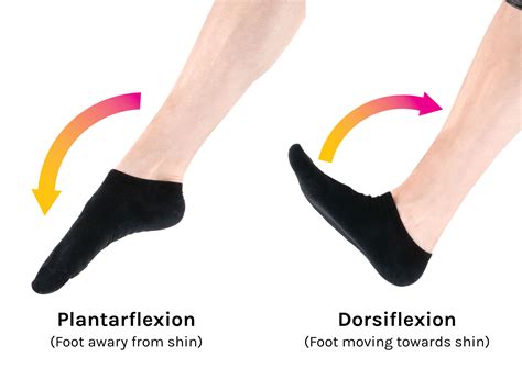 Flexion Extension Plantar Flexion Dorsiflexion Human Anatomy Movements | sexiezpix Web Porn