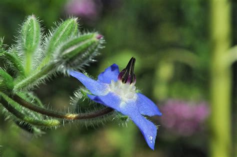 Borage Flower Blue · Free photo on Pixabay