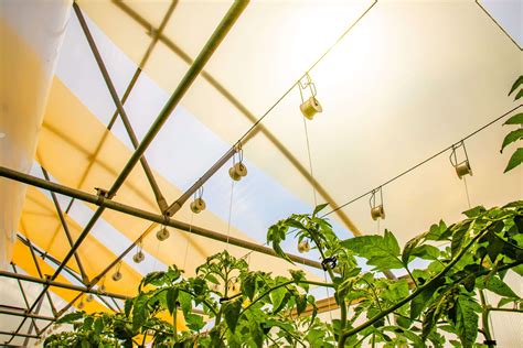 Greenhouse Covering Options to Enhance Plant Growth | UbiGro