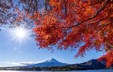 2020 Fall Foliage Forecast | All About Japan