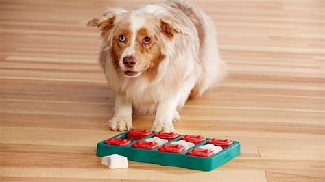 The 5 Best Toys For Smart Dogs