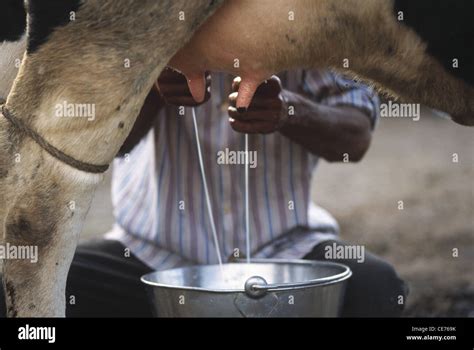 cow milking by hand ; milking cow by hand ; India ; asia Stock Photo - Alamy