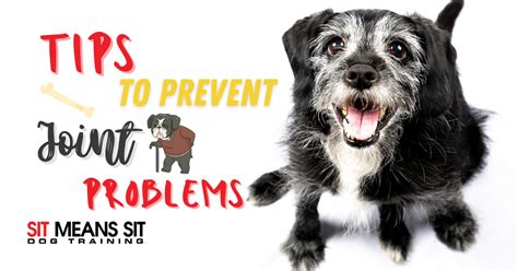 Tips To Prevent Joint Problems In Dogs | Sit Means Sit Dog Training