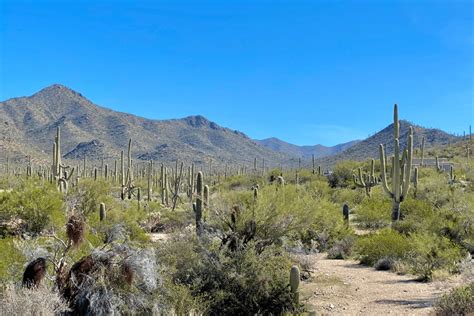 7 Favorite Hiking Trails In Saguaro National Park! (Wild Locals Included)