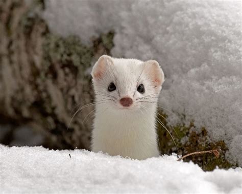 Ermine Animal Pet : Ermine, Oymyakon Highlands | Animals, Animals, pets ...