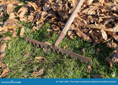 Raking Dry Leaves with Gardening Tools. Autumn Cleaning on the L Stock Image - Image of bright ...