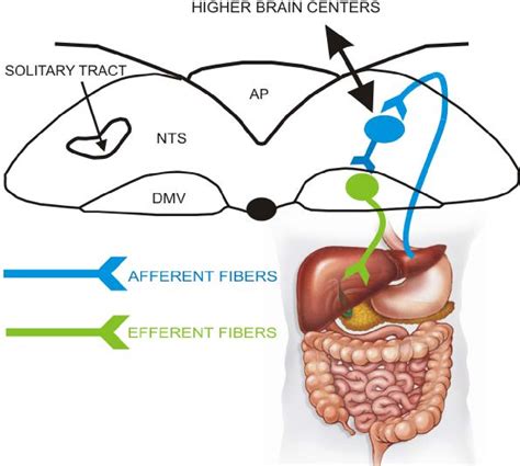 Figure 1.1 from NMDA RECEPTORS IN THE DORSAL VAGAL COMPLEX OF NORMAL AND DIABETIC MICE ...