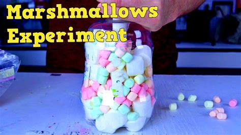 Marshmallow Experiment