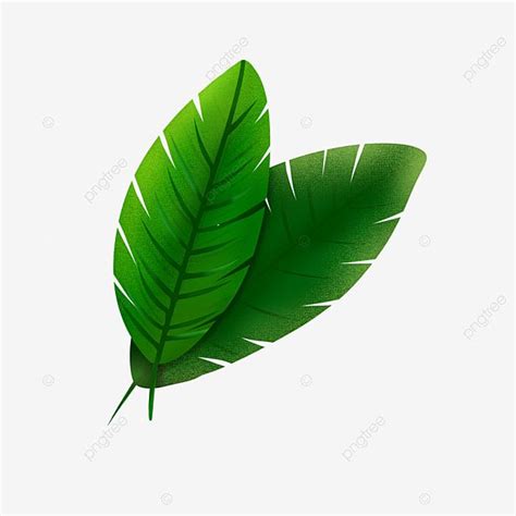 a green leaf on a white background with clipping area for text or image ...