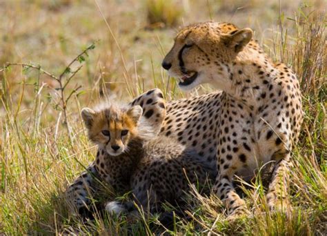 Mother Cheetah with her cubs — Stock Photo © GUDKOVANDREY #96097946