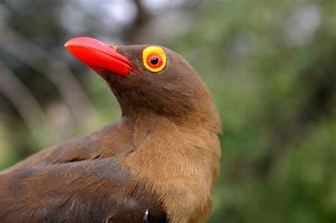 Red Billed Oxpecker | African animals, Bird species, African wildlife