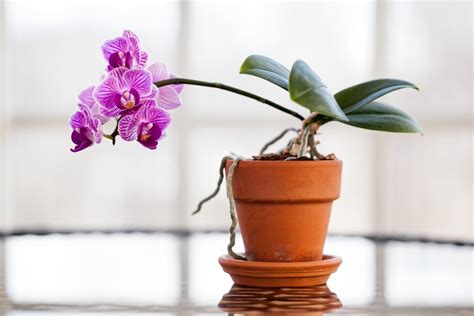 Why Is My Orchid Losing Leaves - What To Do When An Orchid Is Dropping Leaves