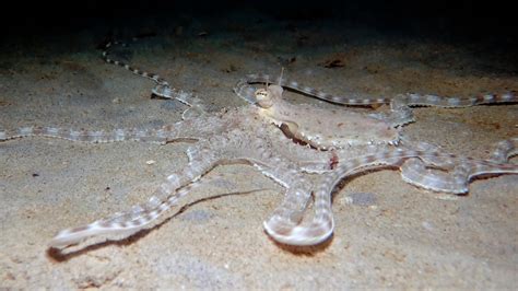 Mimic Octopus In Phuket · Local Dive Thailand