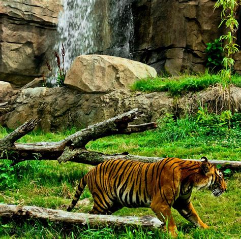 Bengal tiger | Bengal tiger, Tropical rainforest, Rainforest